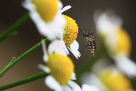Mosquito on a flower