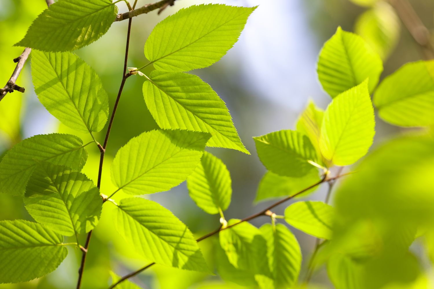 Closeup of beech tree leaves.
