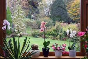 Indoors windowsill with potted plants, exterior garden in view