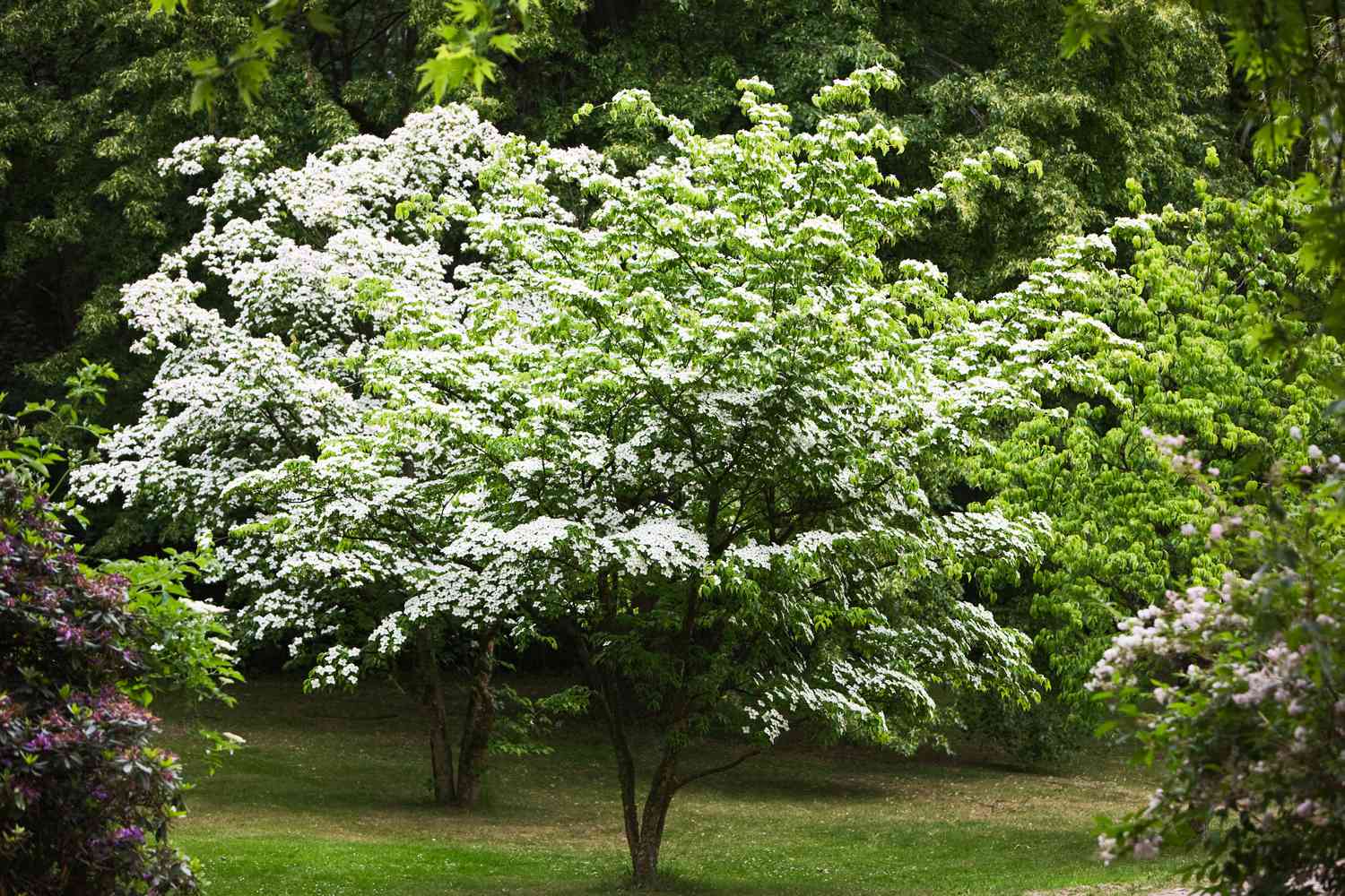 Kousa Dogwood