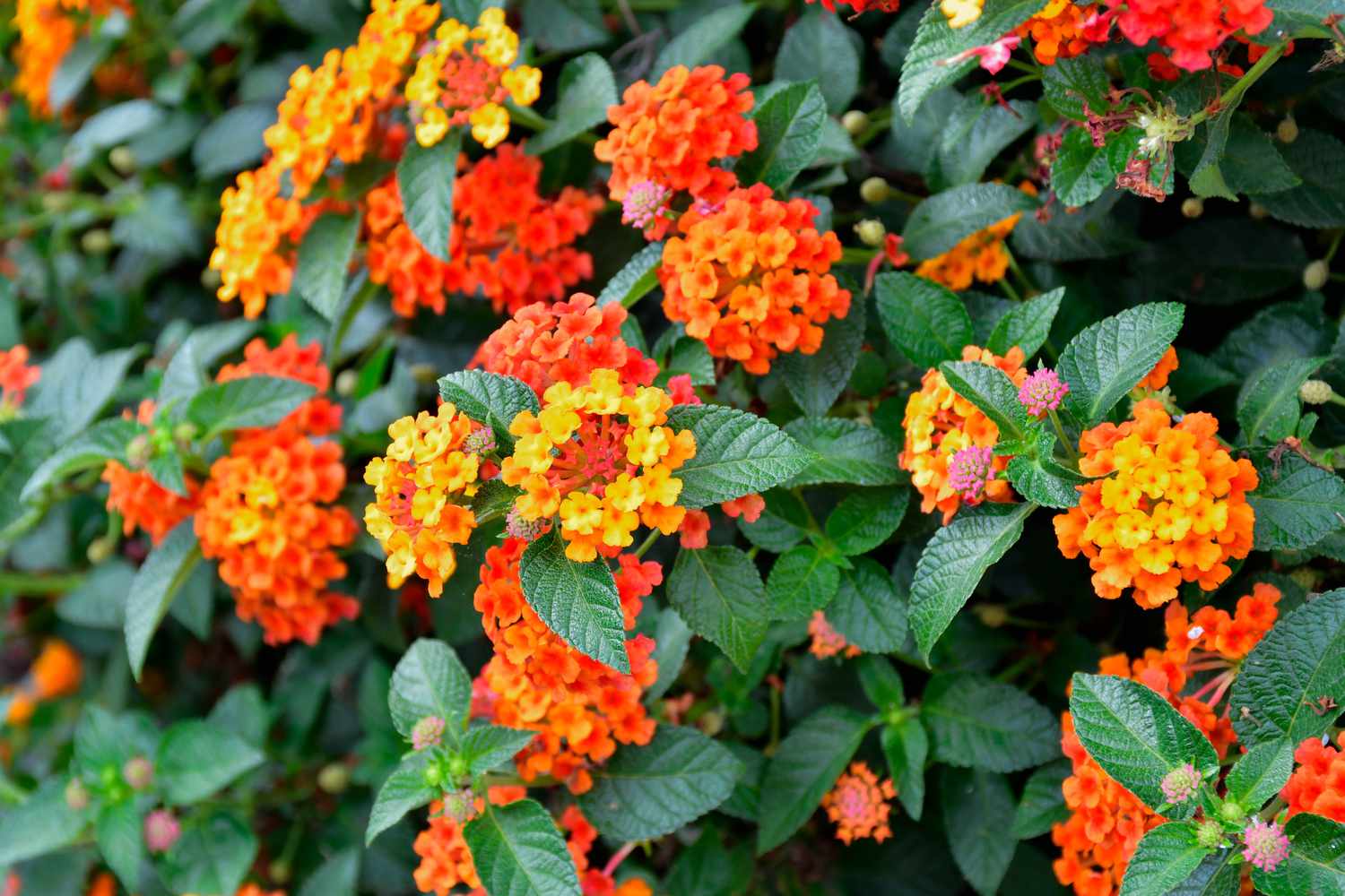 lantana flowers