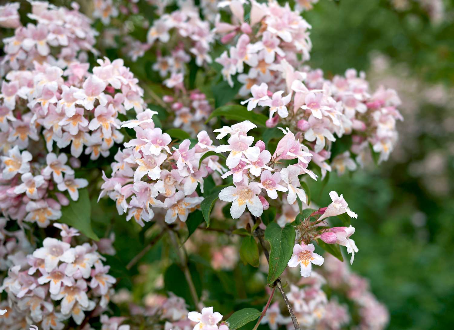 glossy abelia shrub with light pink flowers