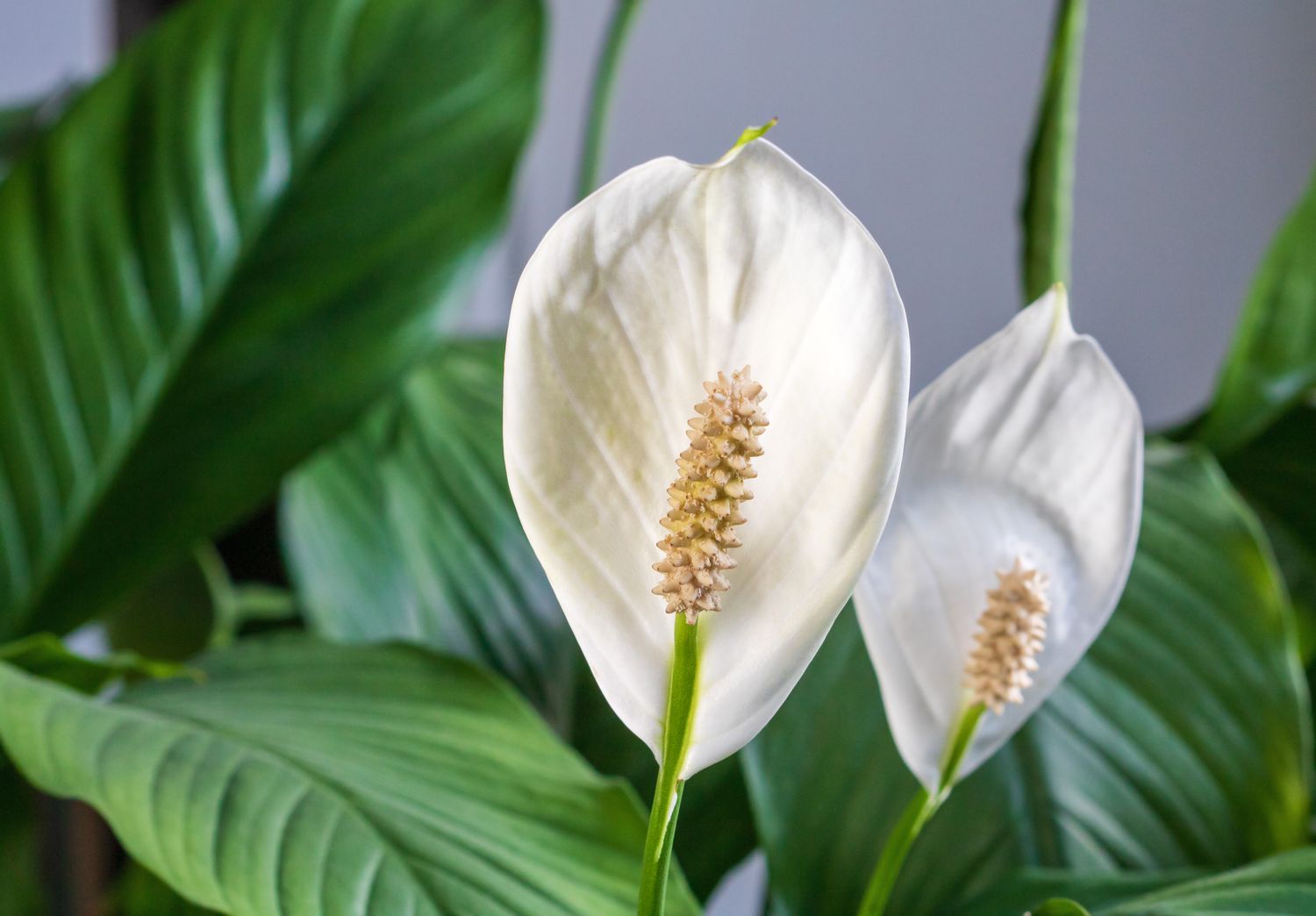 Closeup of a peace lily flower with its white spathes and green leaves