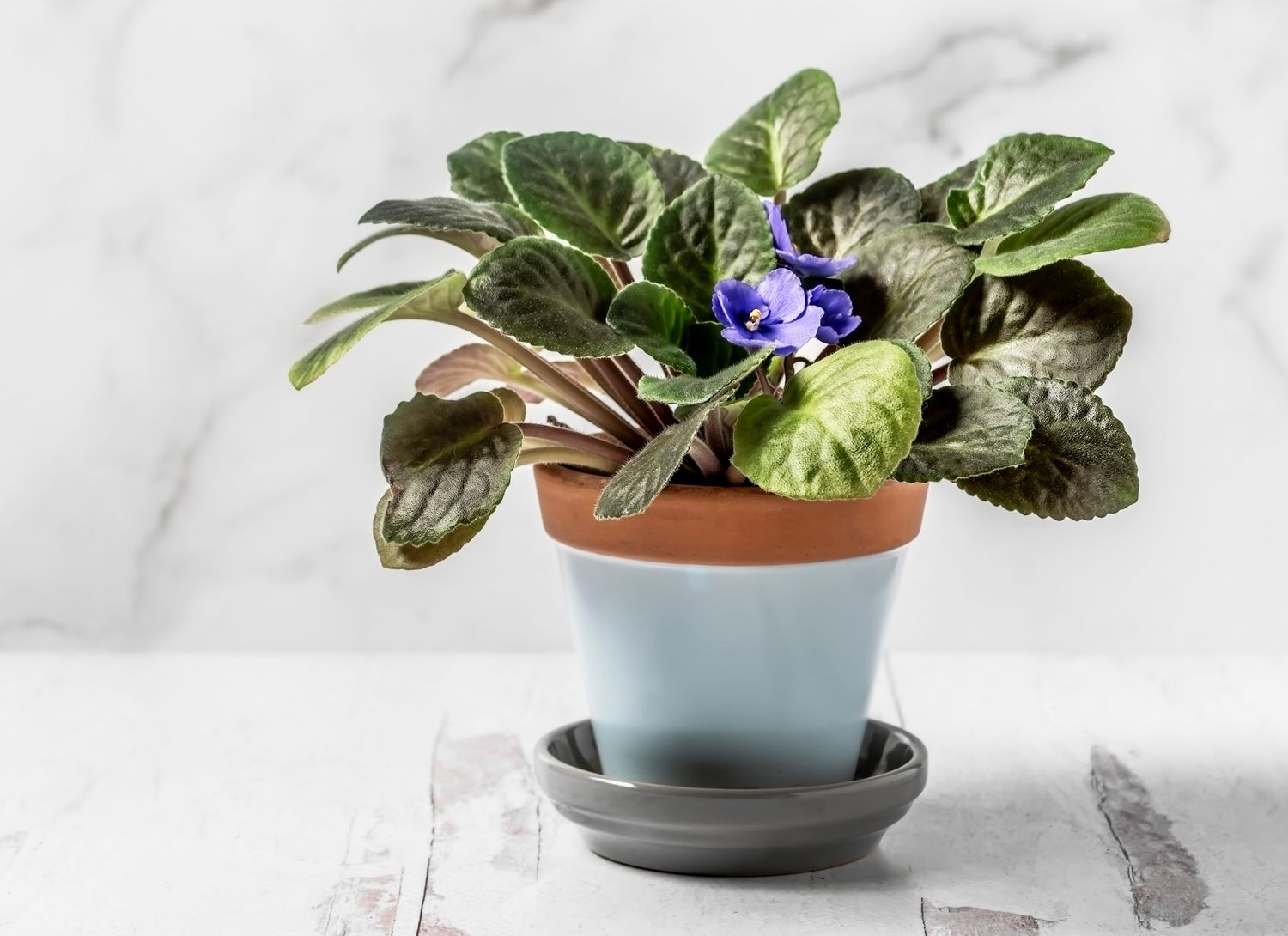 african violet plant in a pale blue pot