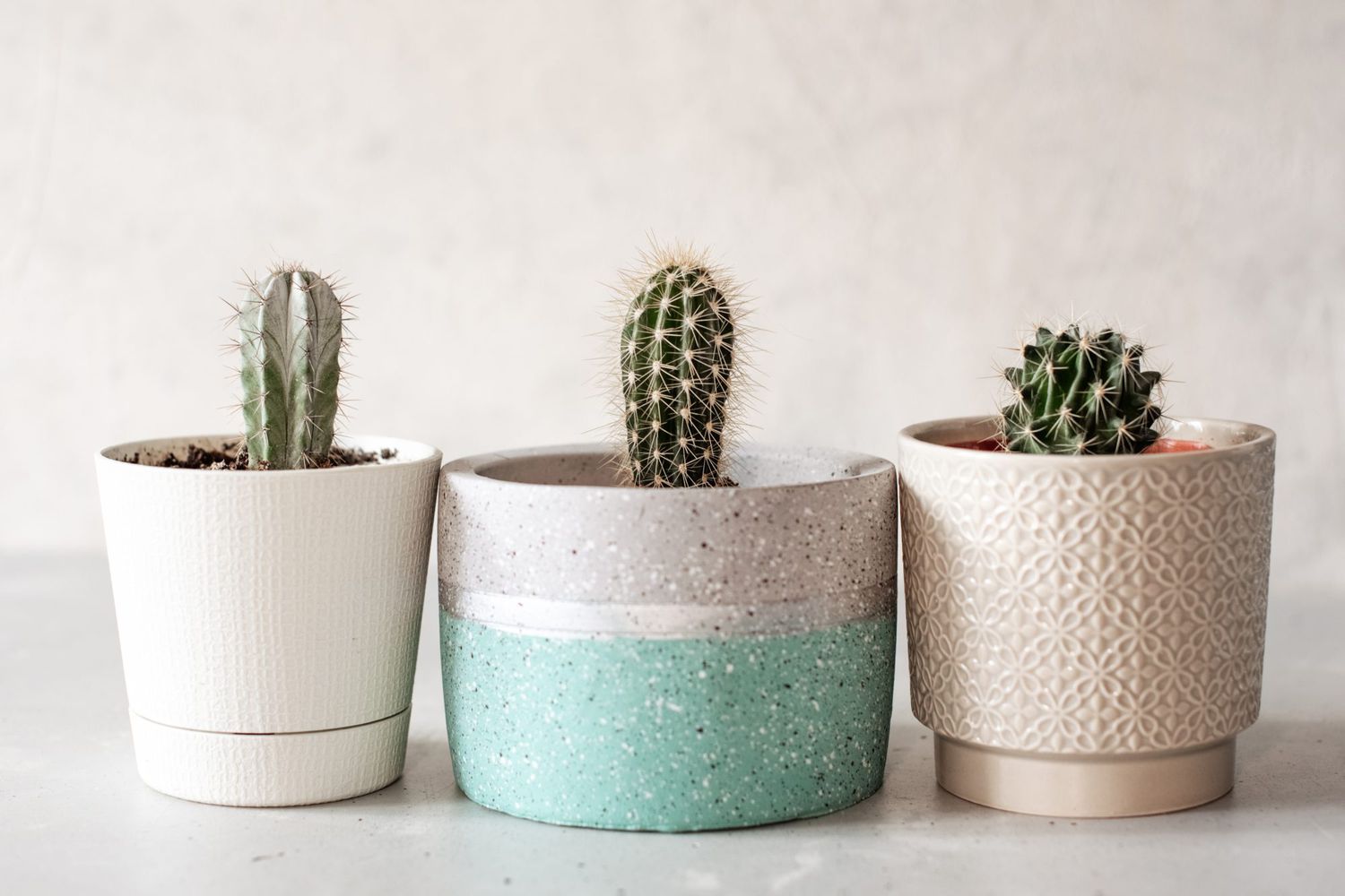 cacti collection on containers