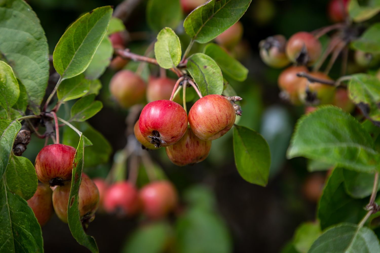 A close up of crab apples on a tree, on a sunny summer day