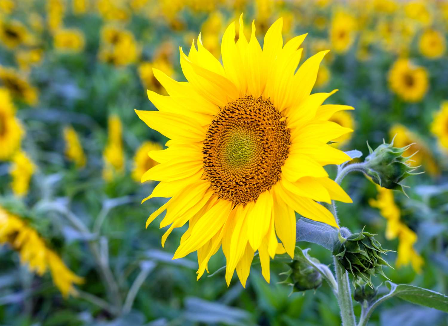 sunflowers growing in a field