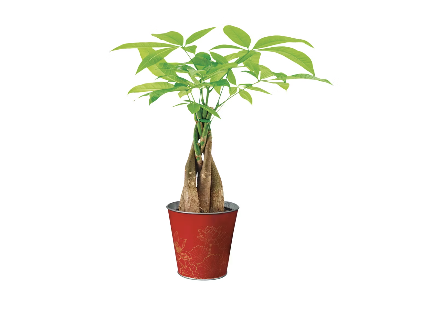 A potted money tree plant with braided trunk in a red container