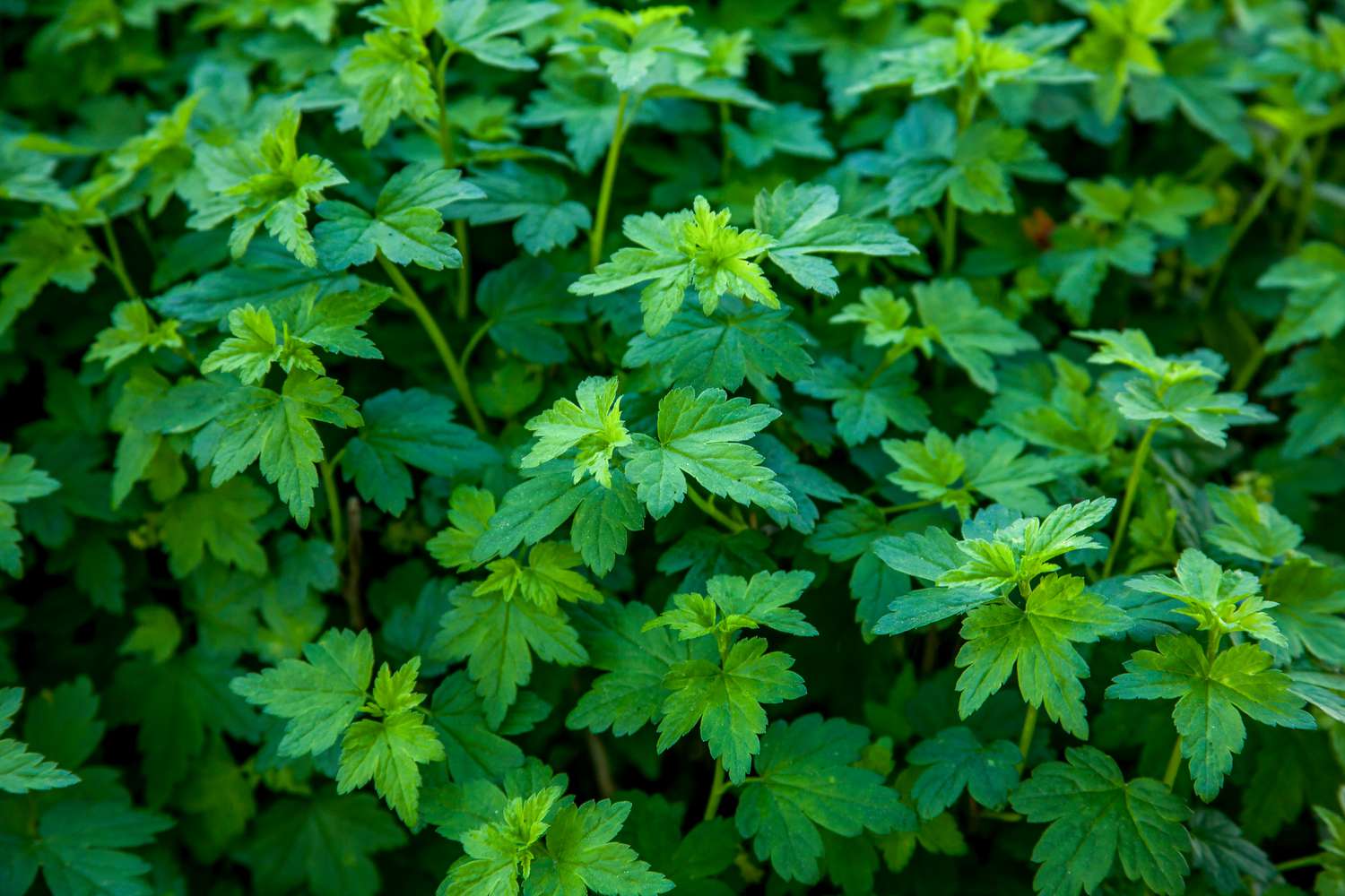 Alpine Currant âGreen Moundâ