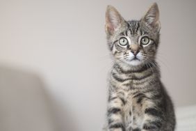 Gray tabby cat
