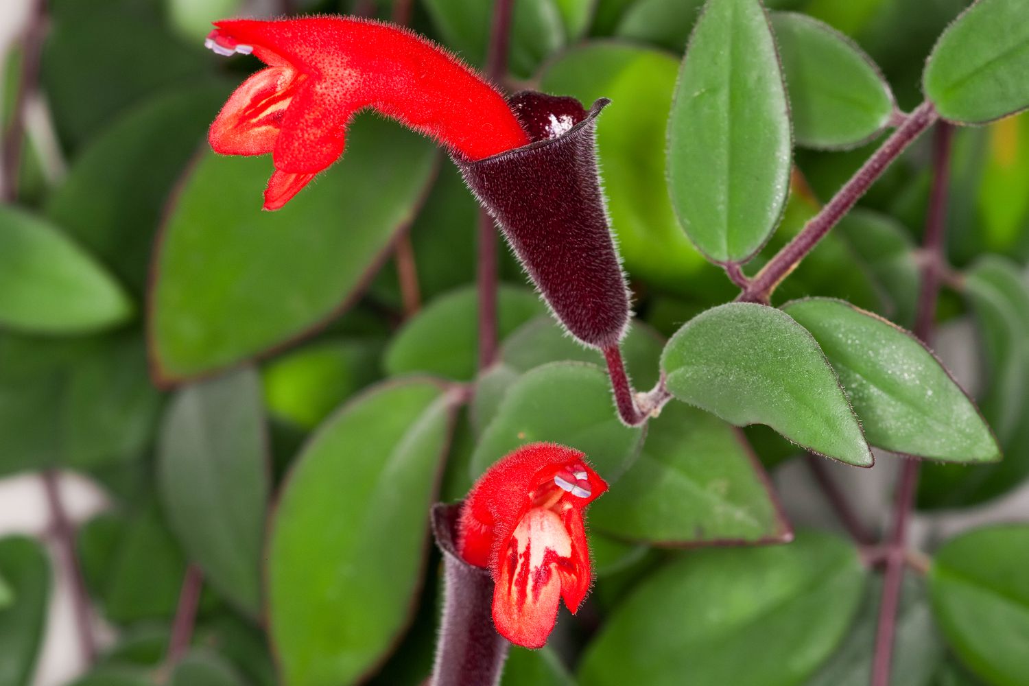 Aeschynanthus Lipstick Vine