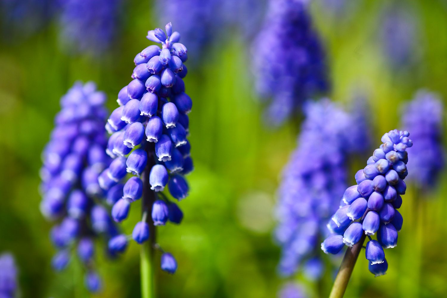 Grape Hyacinth