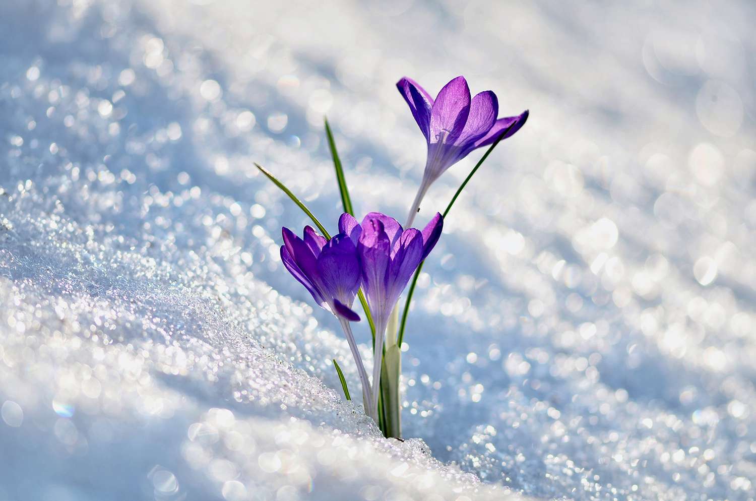 snow-covered crocus flower