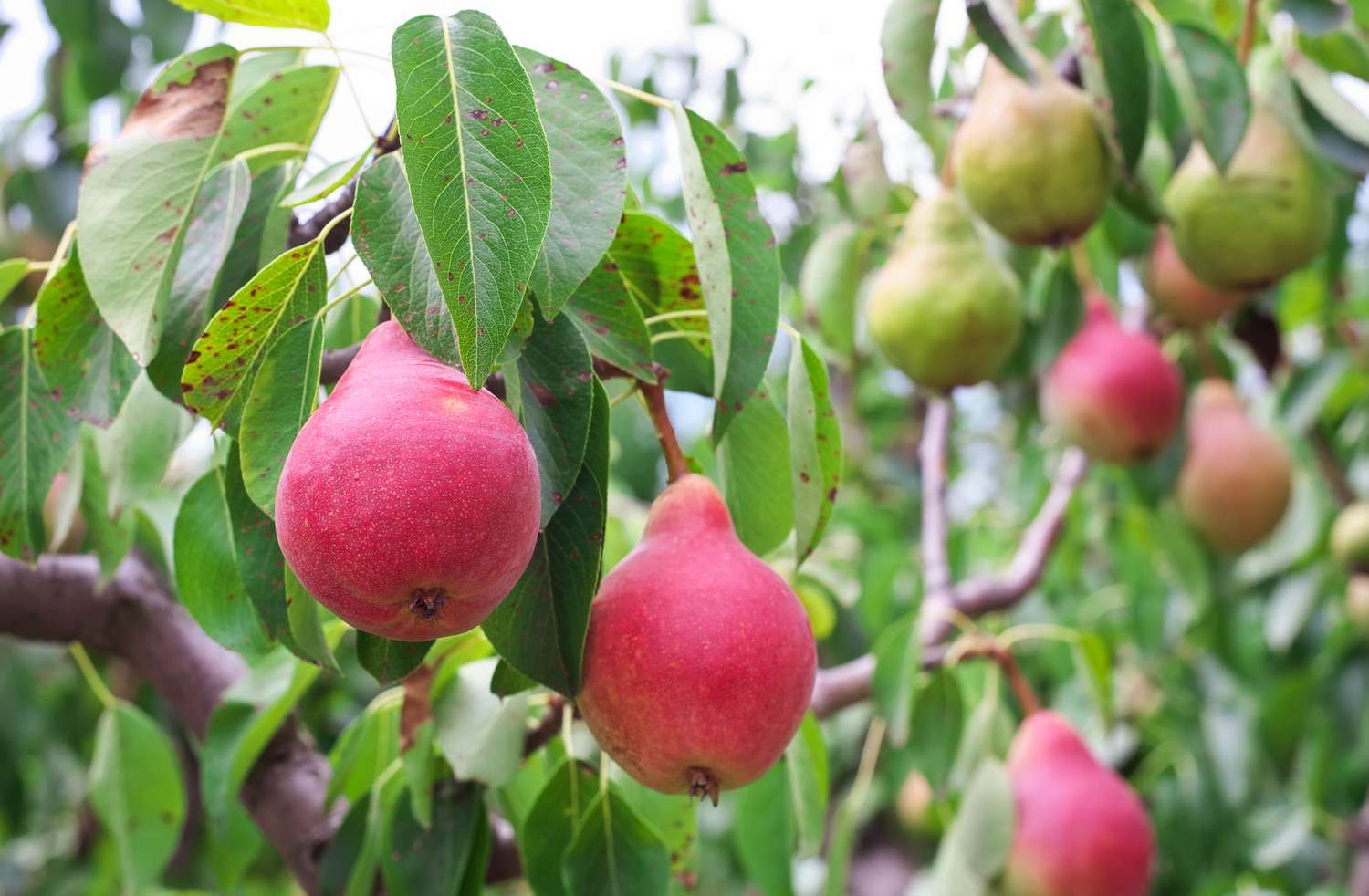 Pears growing on a tree branch