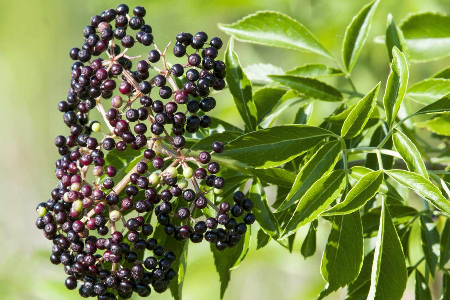 Cluster of elderberries hanging from a branch with surrounding green leaves