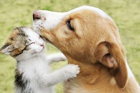 A puppy nuzzling a kitten on a grassy background