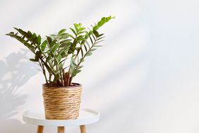 A ZZ plant in a woven pot on a small table