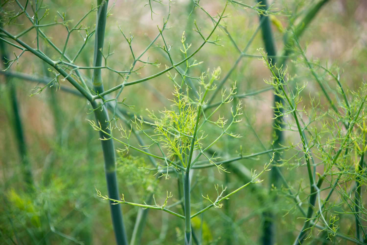 Dill Plant