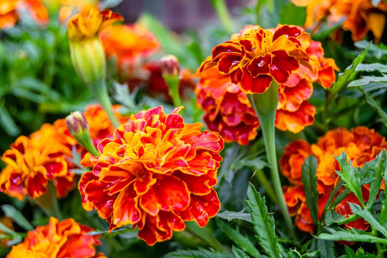 Marigolds