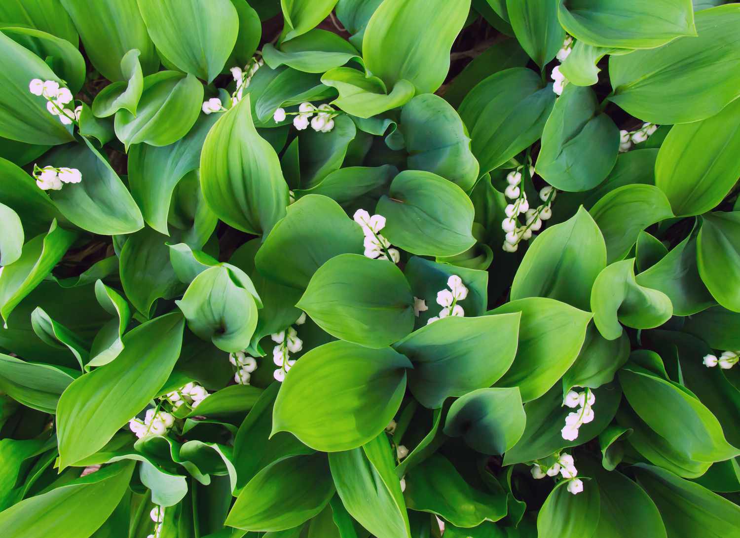 overhead view of lily of the valley