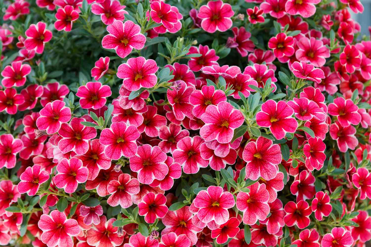 Calibrachoa or bell flower, Flower of a cultivated Million bell, Calibrachoa x hybrid