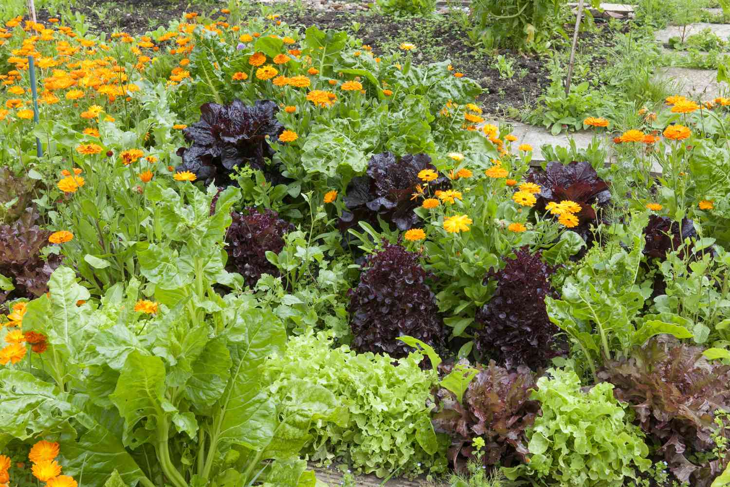 Lettuce Companion Planted with Marigolds