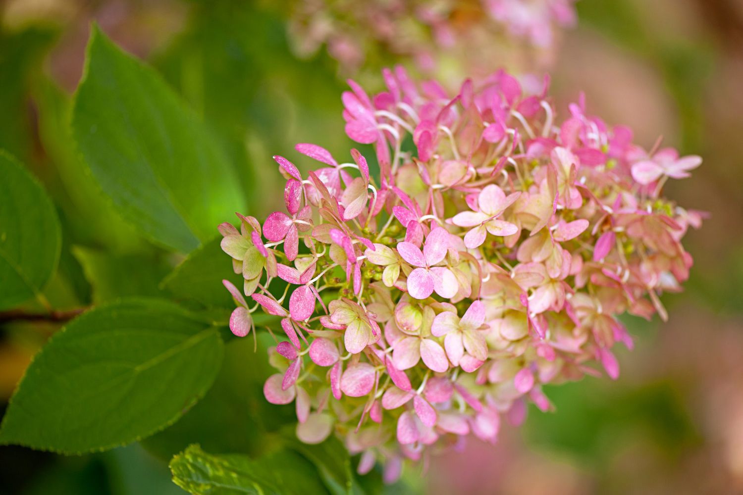 Hydrangea paniculata