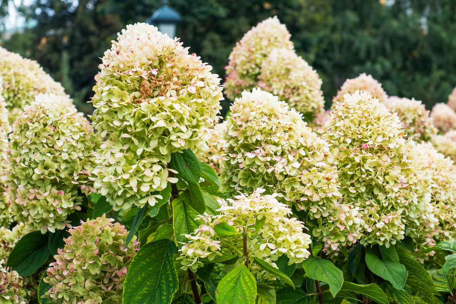 Panicled Hydrangeas