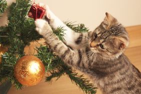A cat reaches for a small red ornament on a decorated Christmas tree