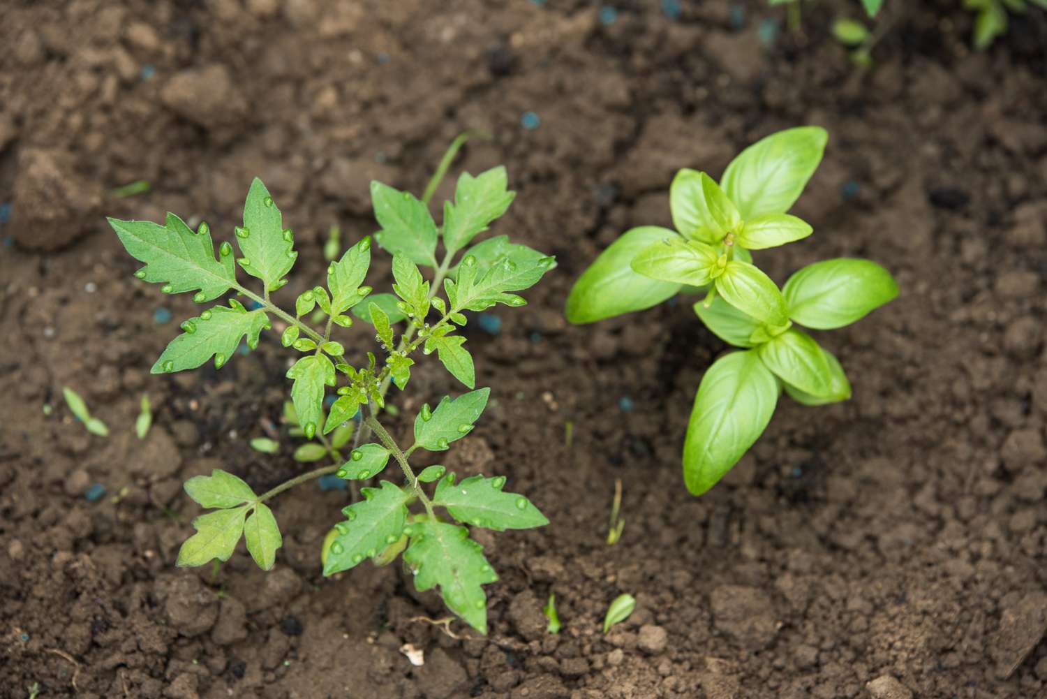 Tomato and basil seedling in garden