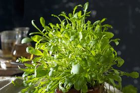 A potted plant with leafy green foliage placed on a table with a dark background