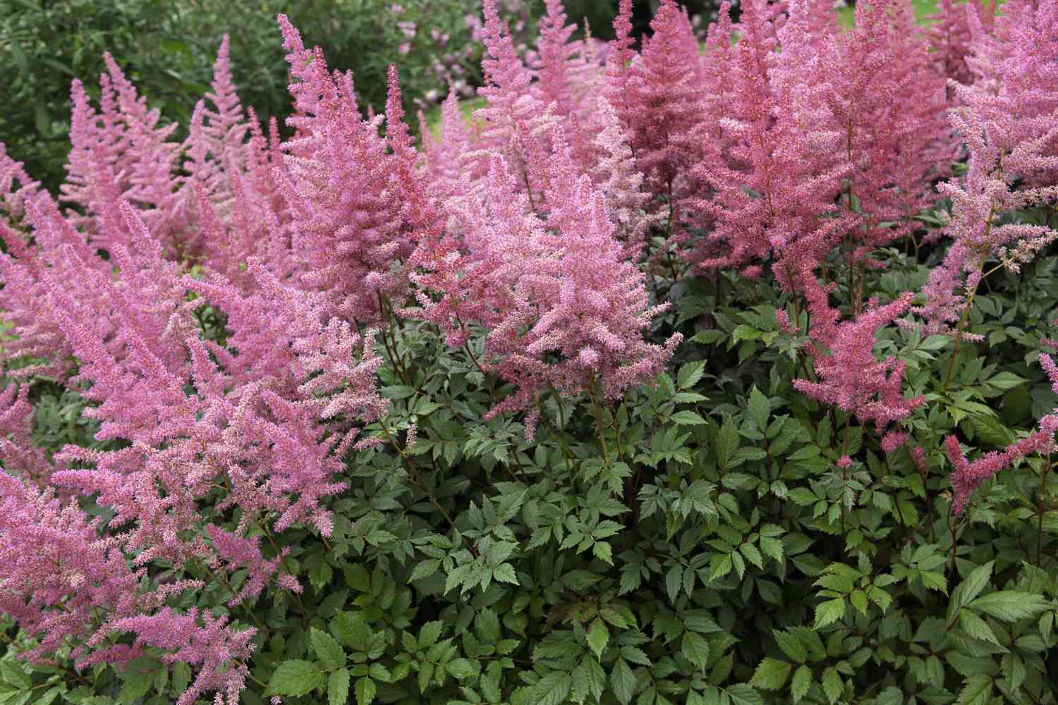 Pink astilbe in bloom in a garden.