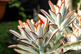 Panda Succulent