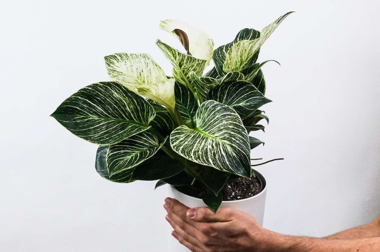 Man holding birkin philodendron