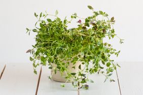 fresh oregano in a cup on white vintage wooden background