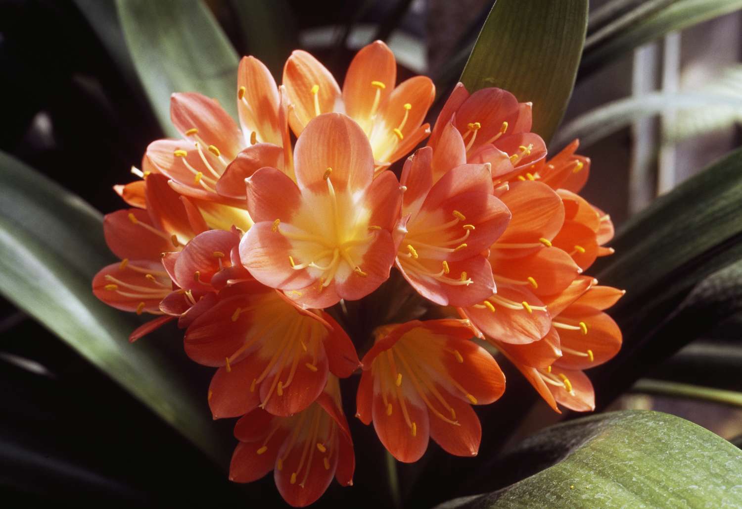 A cluster of blooming flowers with elongated petals and stamens surrounded by green leaves