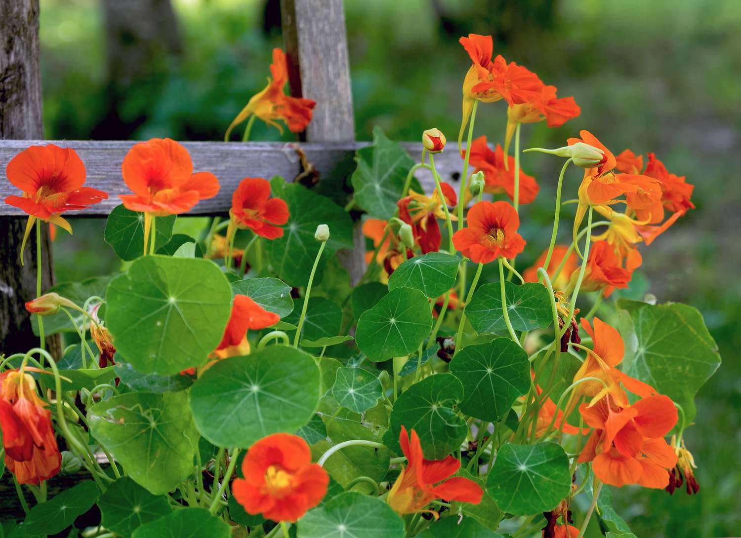 Nasturtium with orange blooms near a fence