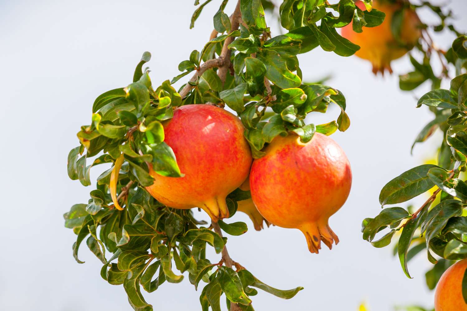 Two ripe pomegranates hanging on a tree branch with leaves