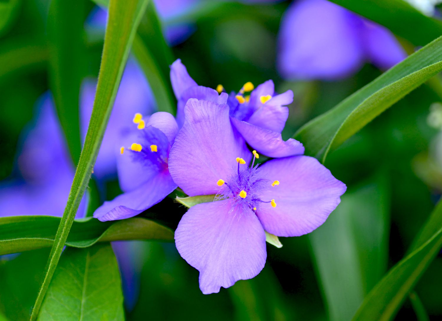 purple spiderwort flower in garden