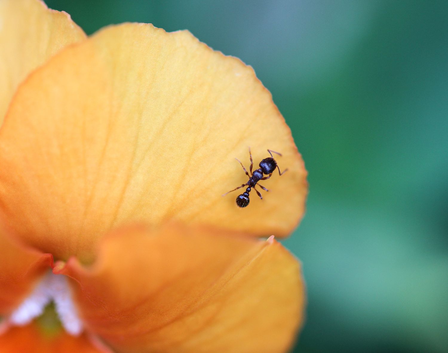 Ant on flower