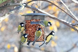 black and yellow birds at hanging feeder in tree