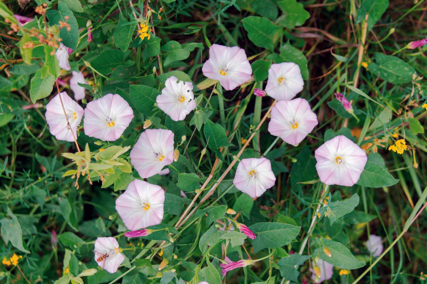 Closeup of morning glory flowers surrounded by green foliage and small yellow blossoms