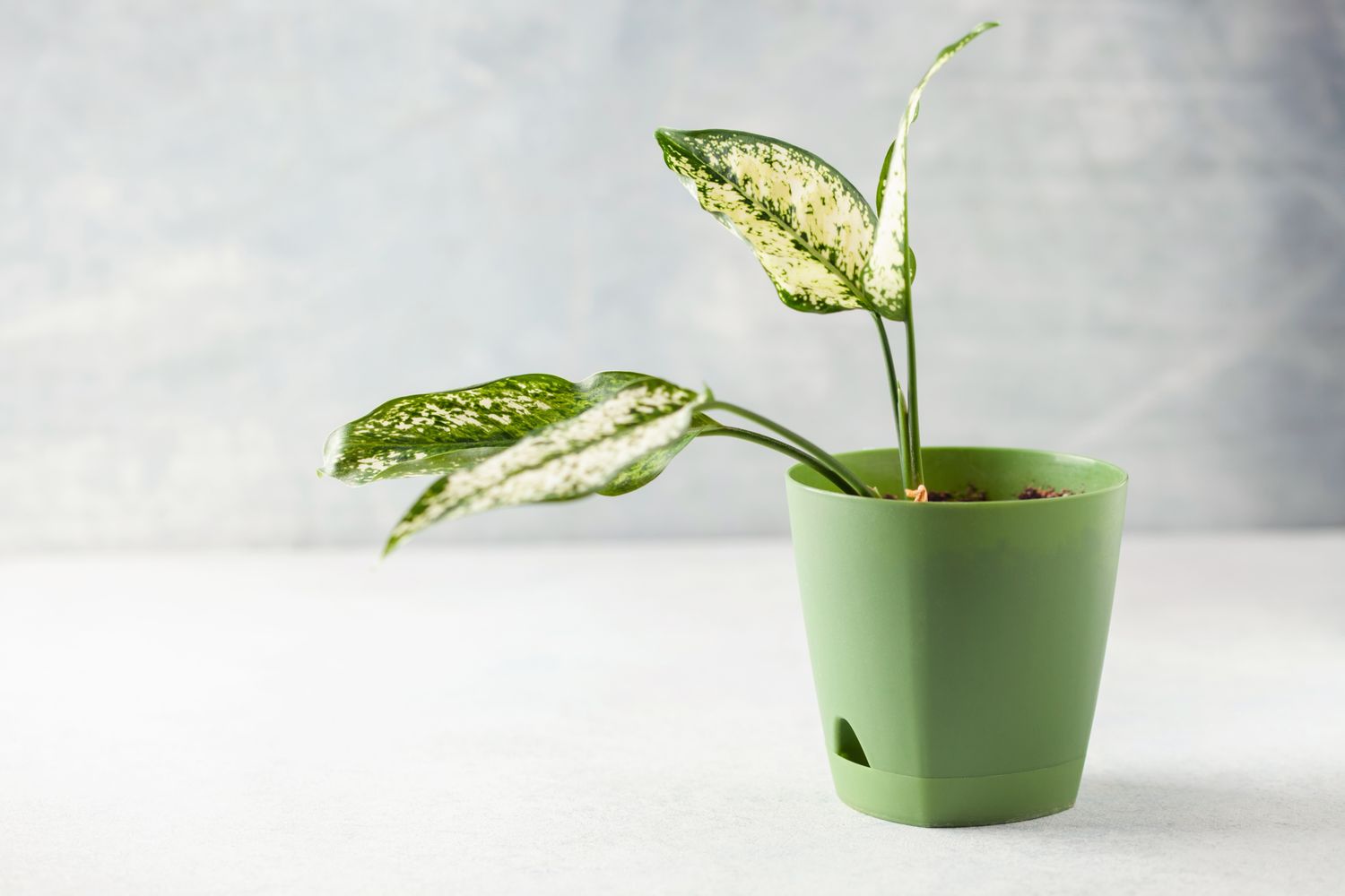 A green potted plant with several variegated leaves standing on a light surface