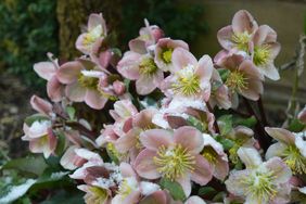 Hellebore flowers with snow on the petals closeup outdoors