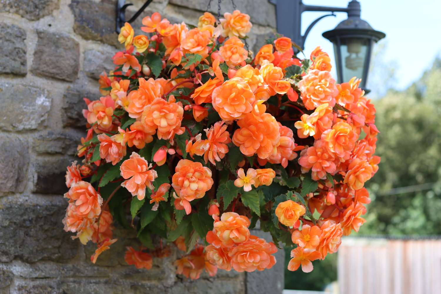 Hanging basket of orange flowers mounted on an outdoor wall near a lantern