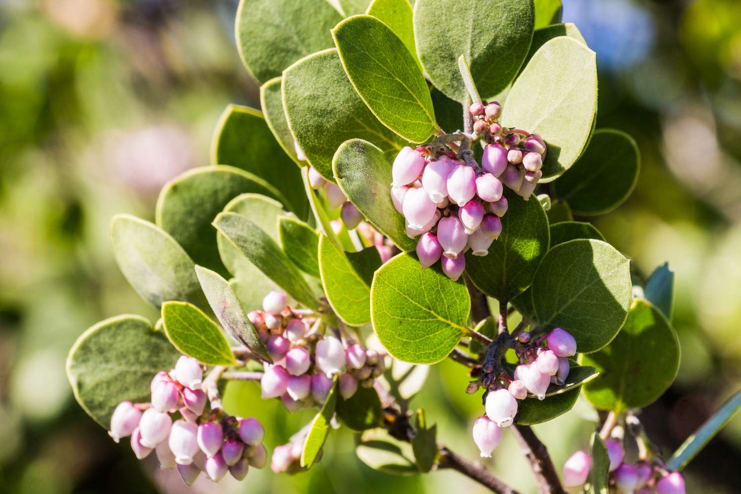 manzanita blooms