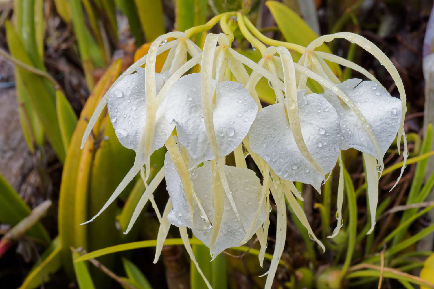 Lady of the Night orchid