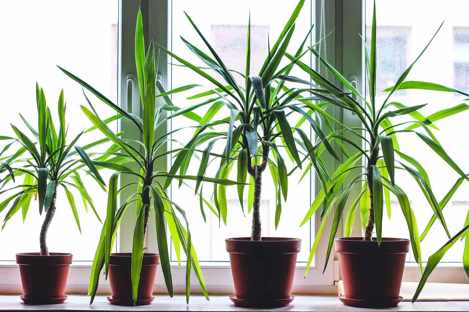 Madagascar Dragon Tree