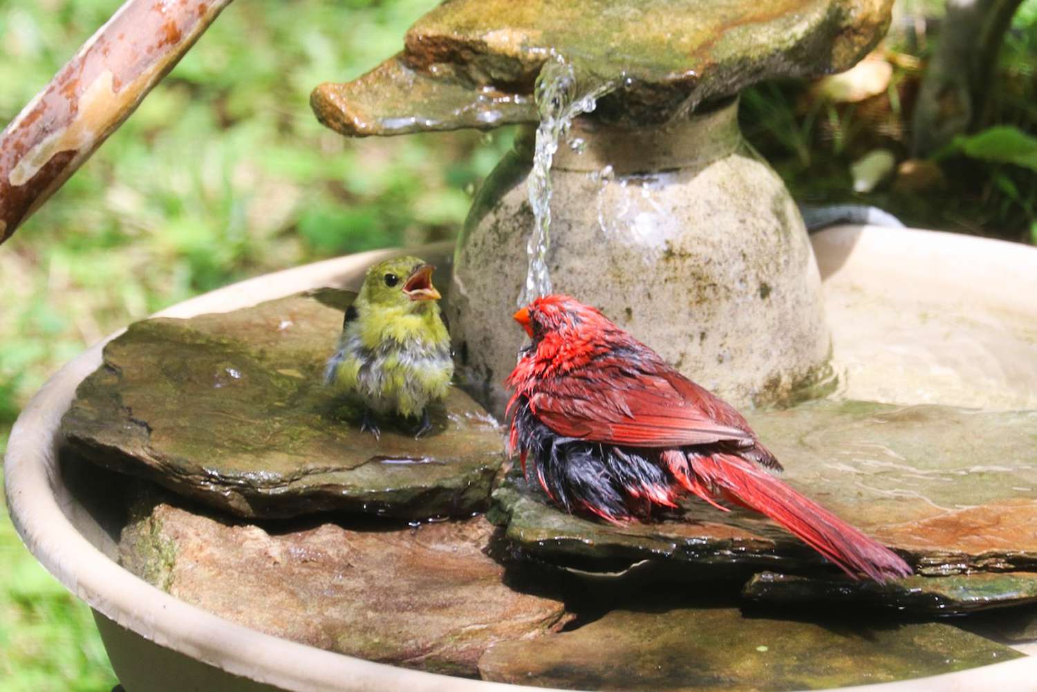 Two birds in a rock bird bath