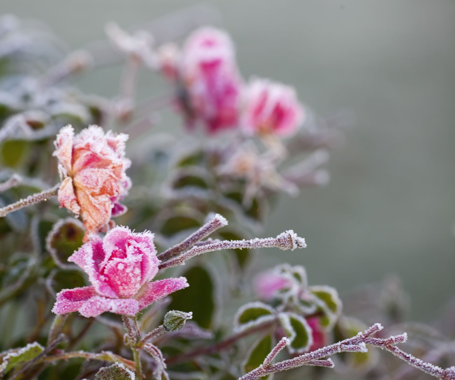 pink rose bush with frost